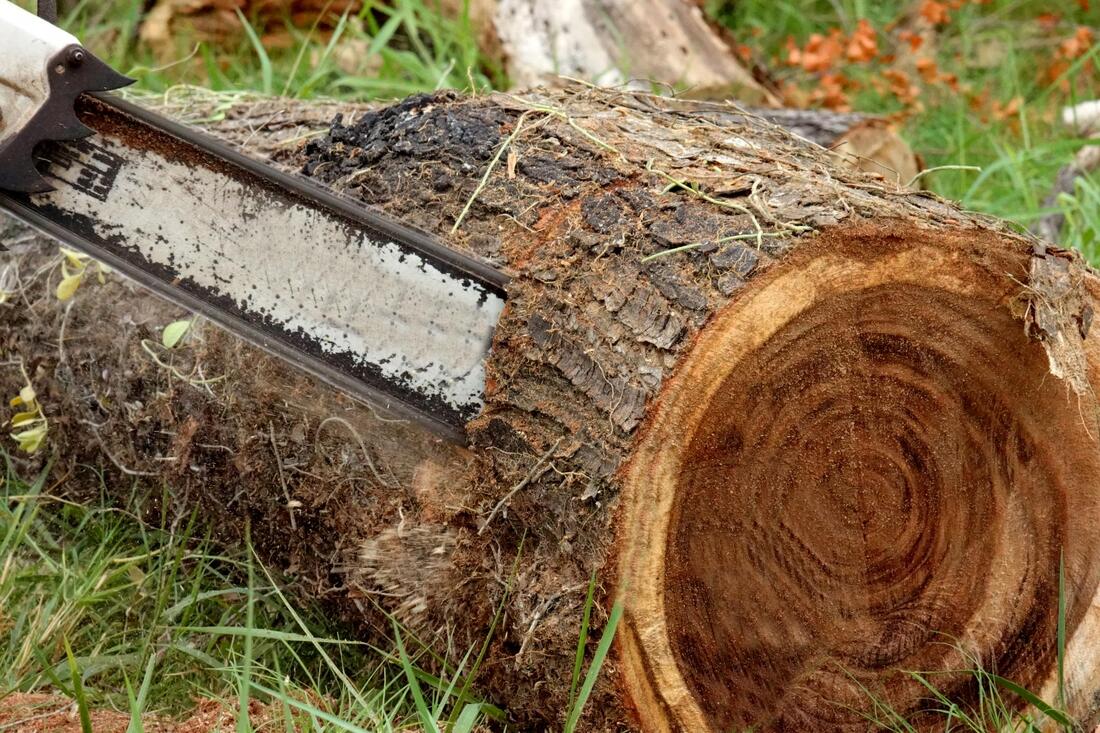 a log cutting using chainsaw